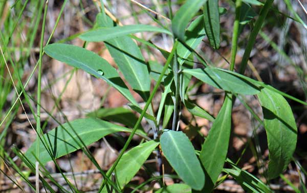 Hesperidanthus linearifolius, Slimleaf Plainsmustard, Southwest Desert Flora